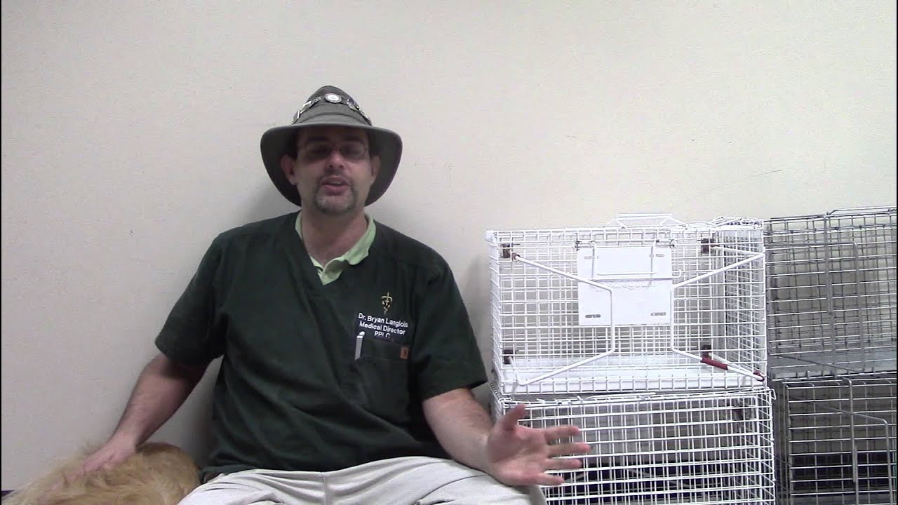 Discharge and Post Operative Care Instructions for Feral Cats after TNR