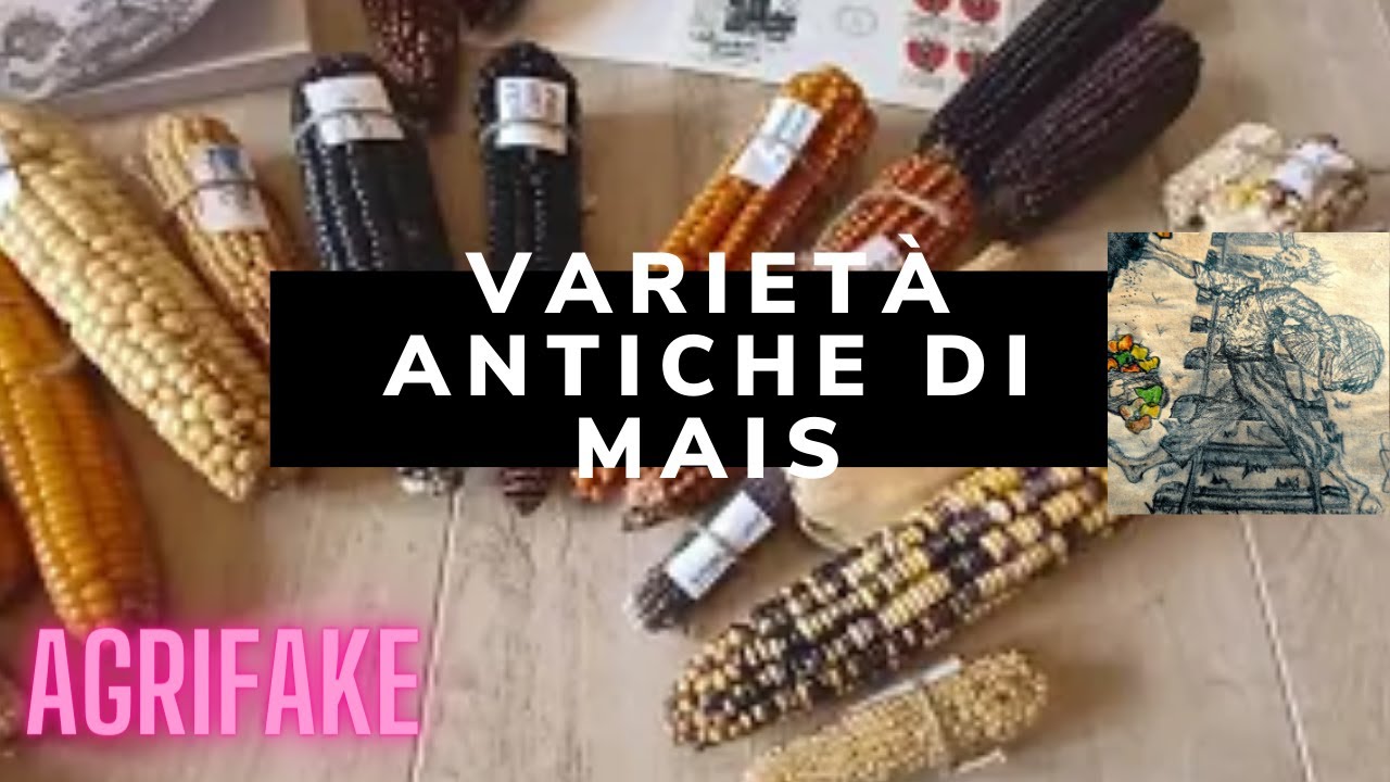 LE VARIETÀ ANTICHE DI MAIS 🌽