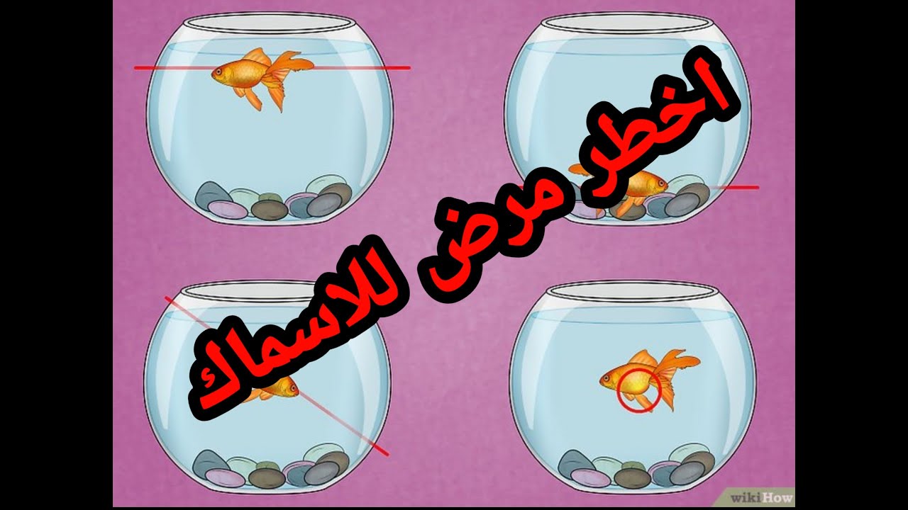 اخطر مرض للاسماك المثانة الهوائية   سمك الزينه