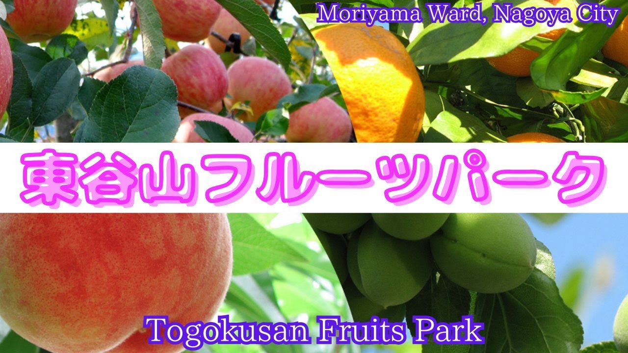 【東谷山フルーツパーク】自然と果物に癒される散策 / Healing Nature Walk in Nagoya