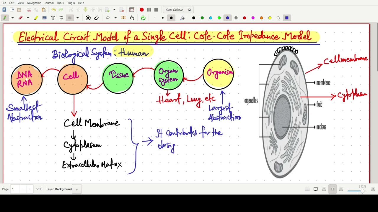 Electrical Circuit Model of a Single Cell :Cole-Cole Impedance Model