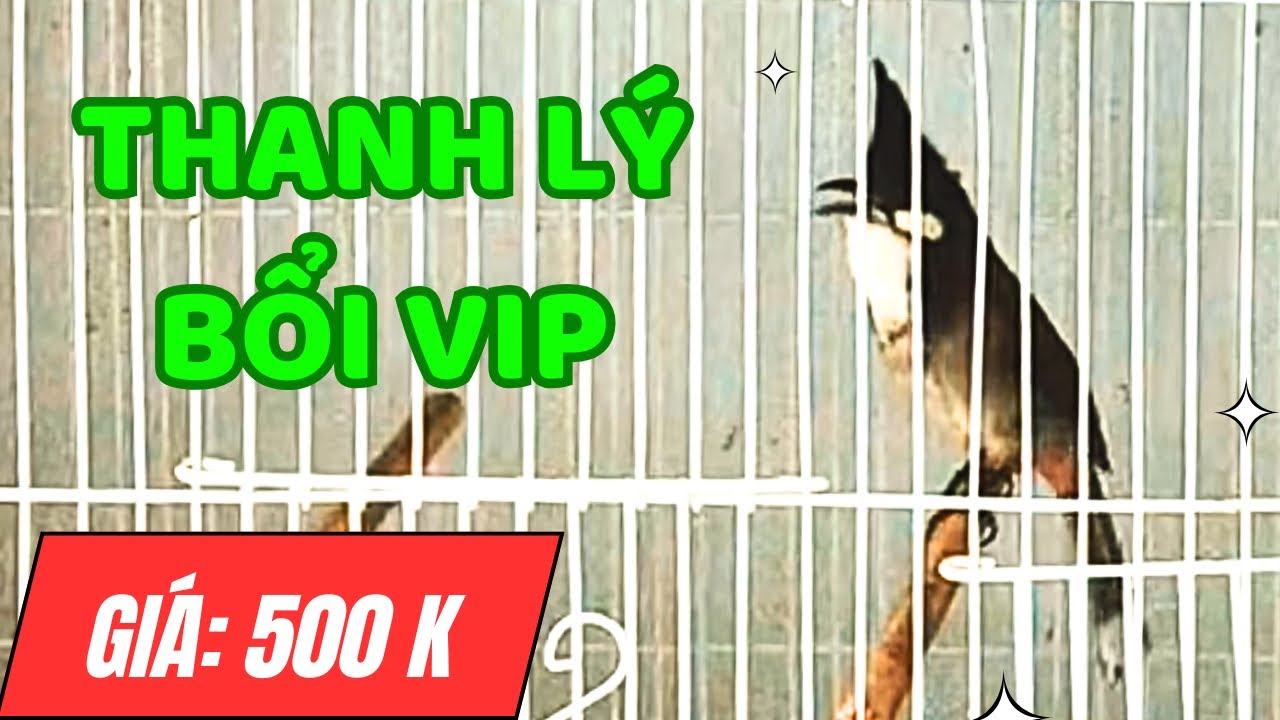 Bổi VIP Thanh Lý Bộ Đẹp Giá Rẽ - Chào Mào BỔI VIP (26/2)