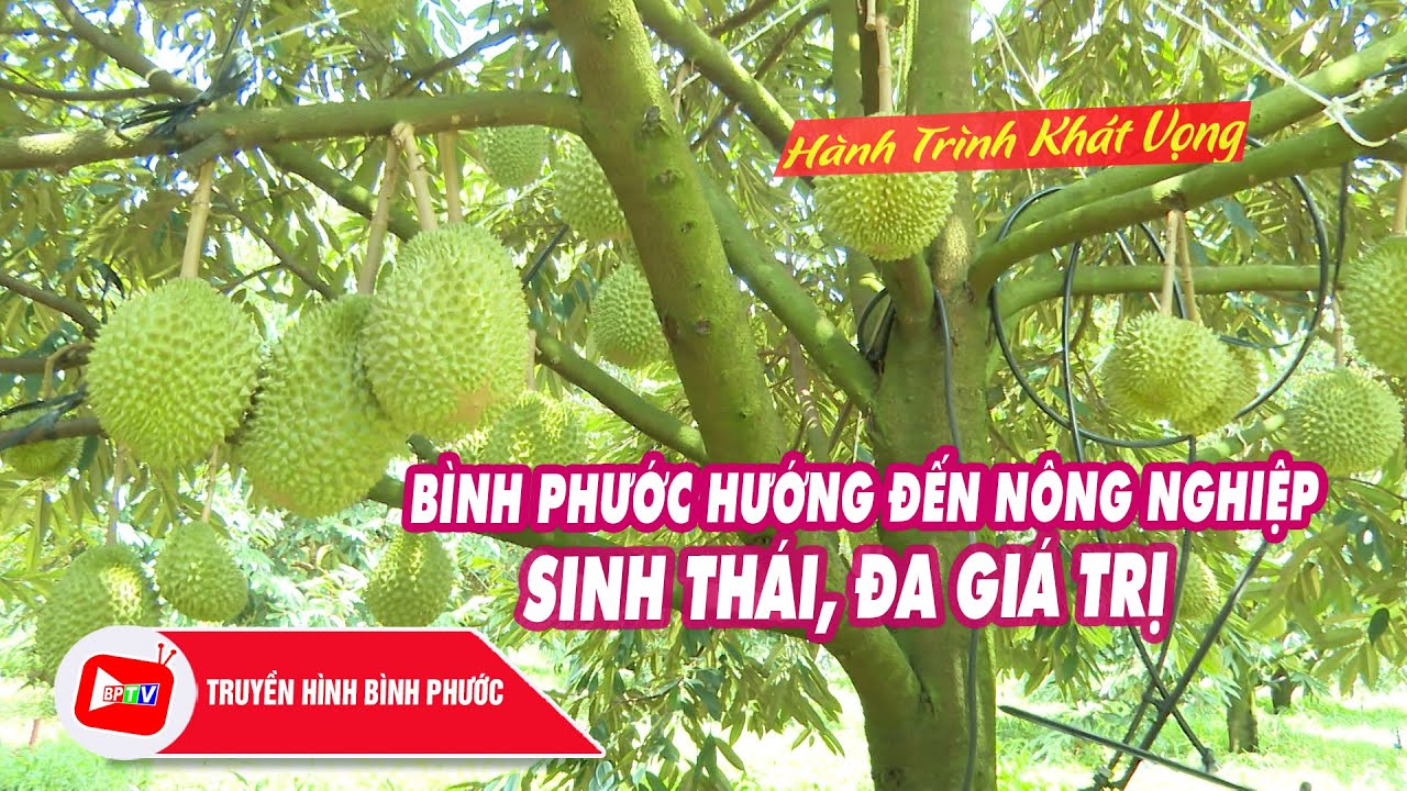 🔴 Hành trình khát vọng: Bình Phước hướng đến nông nghiệp sinh thái, đa giá trị | BPTV
