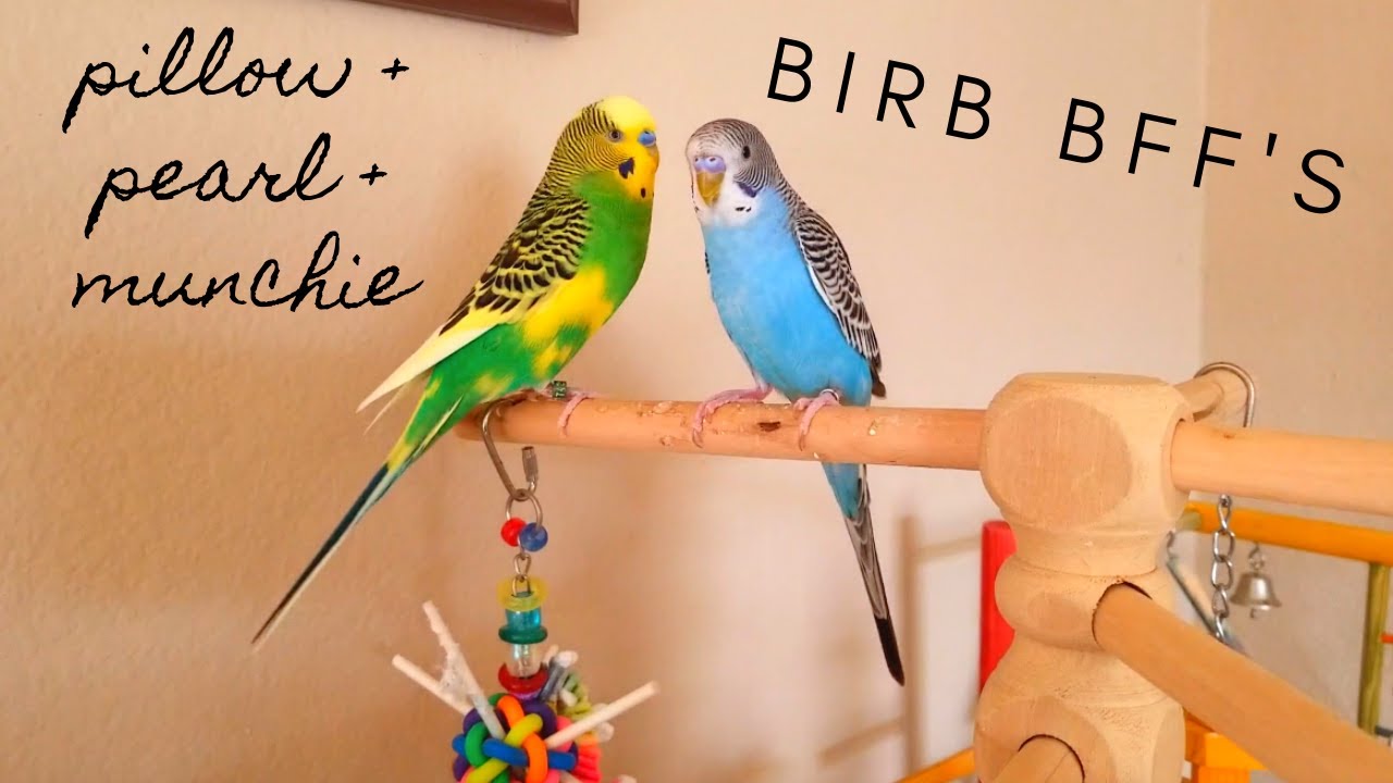 Манчи, малыш-волнистый попугайчик | Друзья-волчата и корелла Birb BFF
