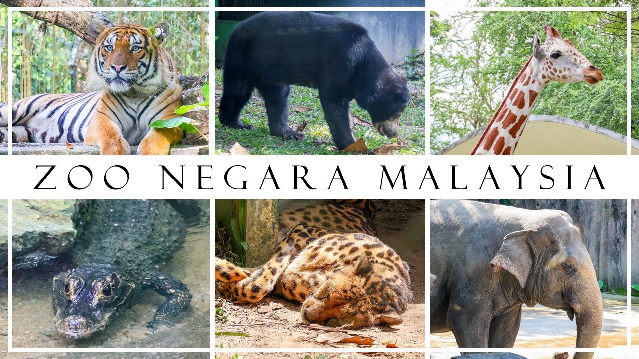 Zoo Negara Malaysia
