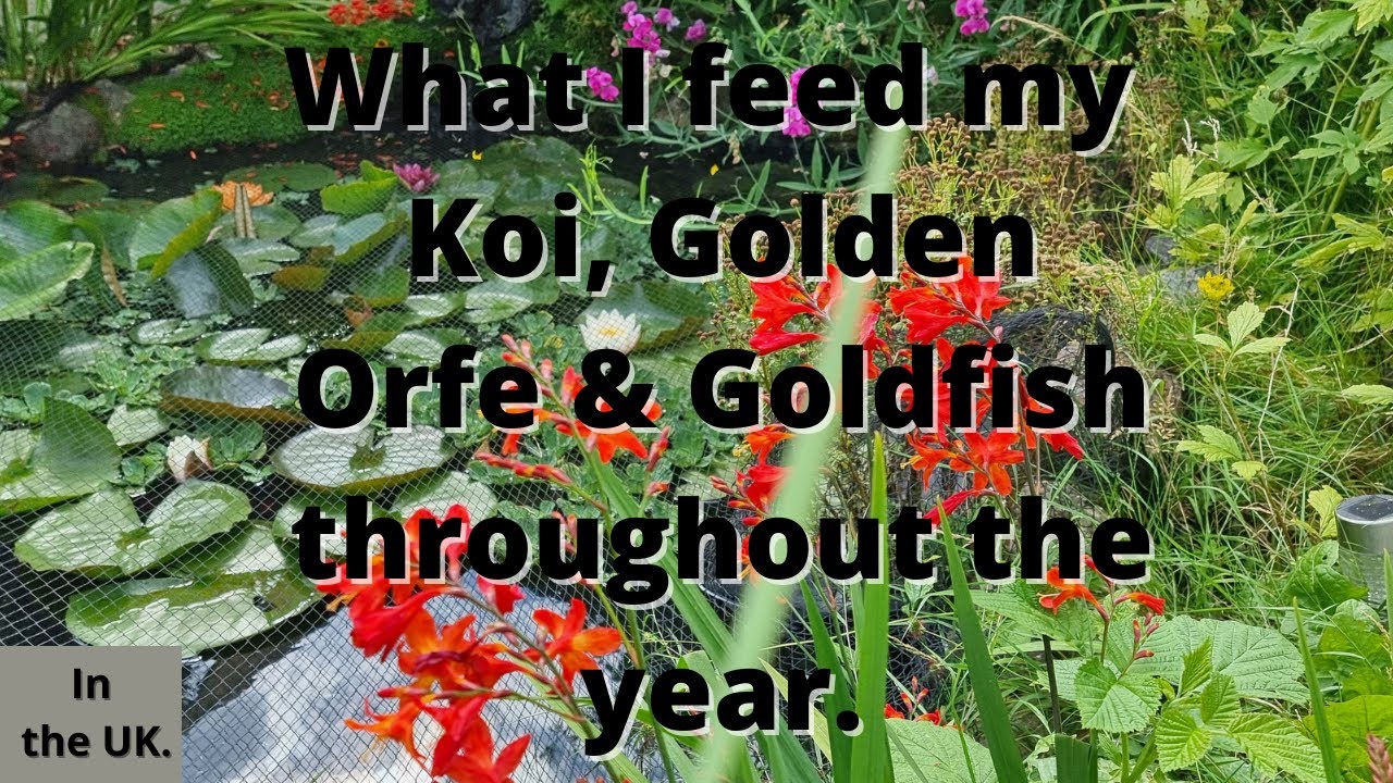 What I feed my koi, golden orfe & goldfish. Plus a year in the life of my garden pond.