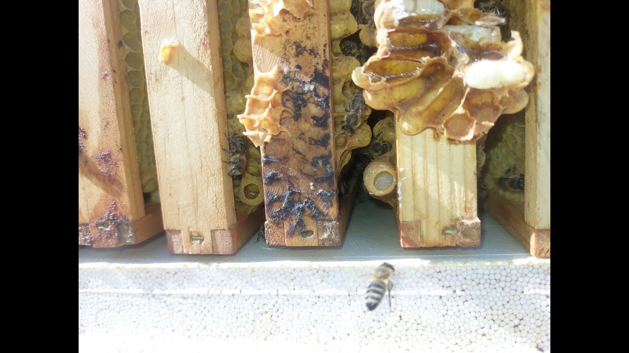 Kann man den Schwarmtrieb der Bienen mit neuer Königin beenden?