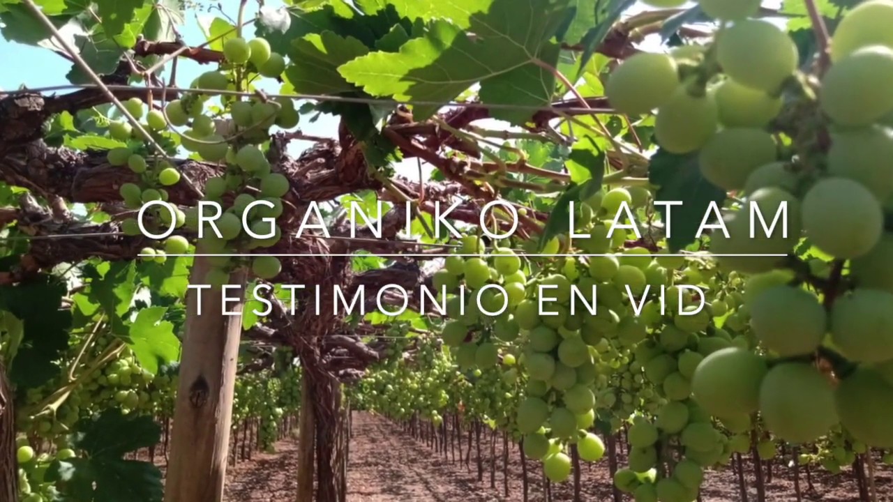 Crop Booster Cultivo de Uva TESTIMONIO