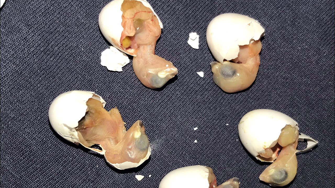 Eggs Incubator Went Wrong | Chicks dead in shell 😭😢 Koi b aisi ghalti na kry ahtyat lazmi kry