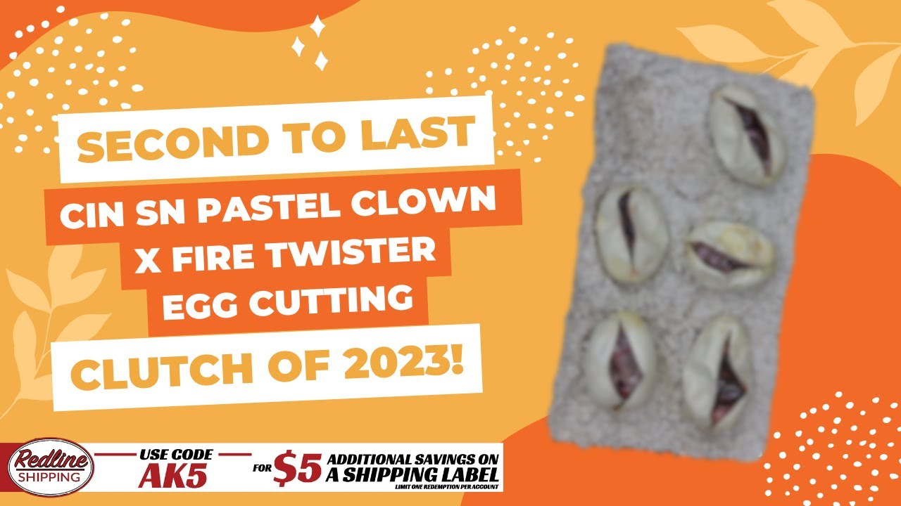 Twister het Clown Egg Cutting