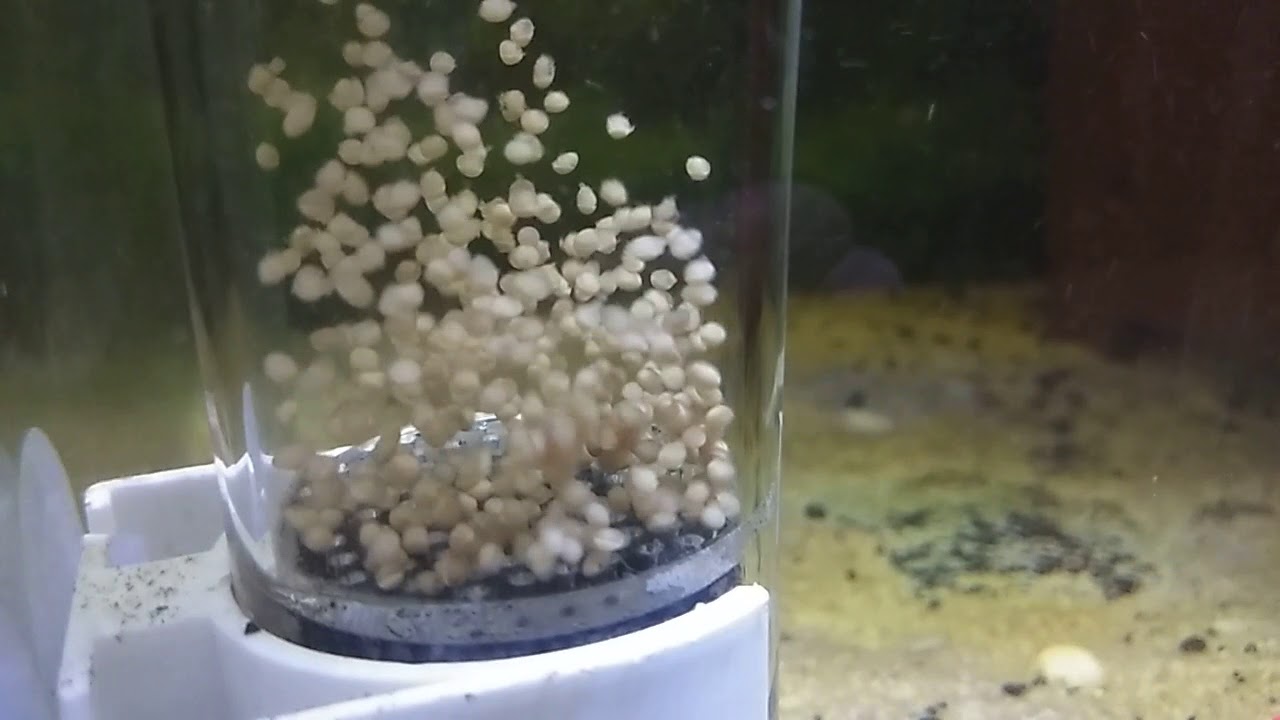 Tilapia eggs hatching experiment - Day 3