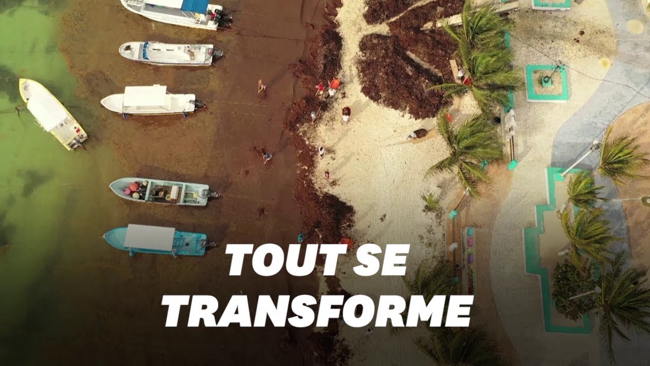 L'invasion d'algues sargasses au Mexique donne des idées à ces entreprises