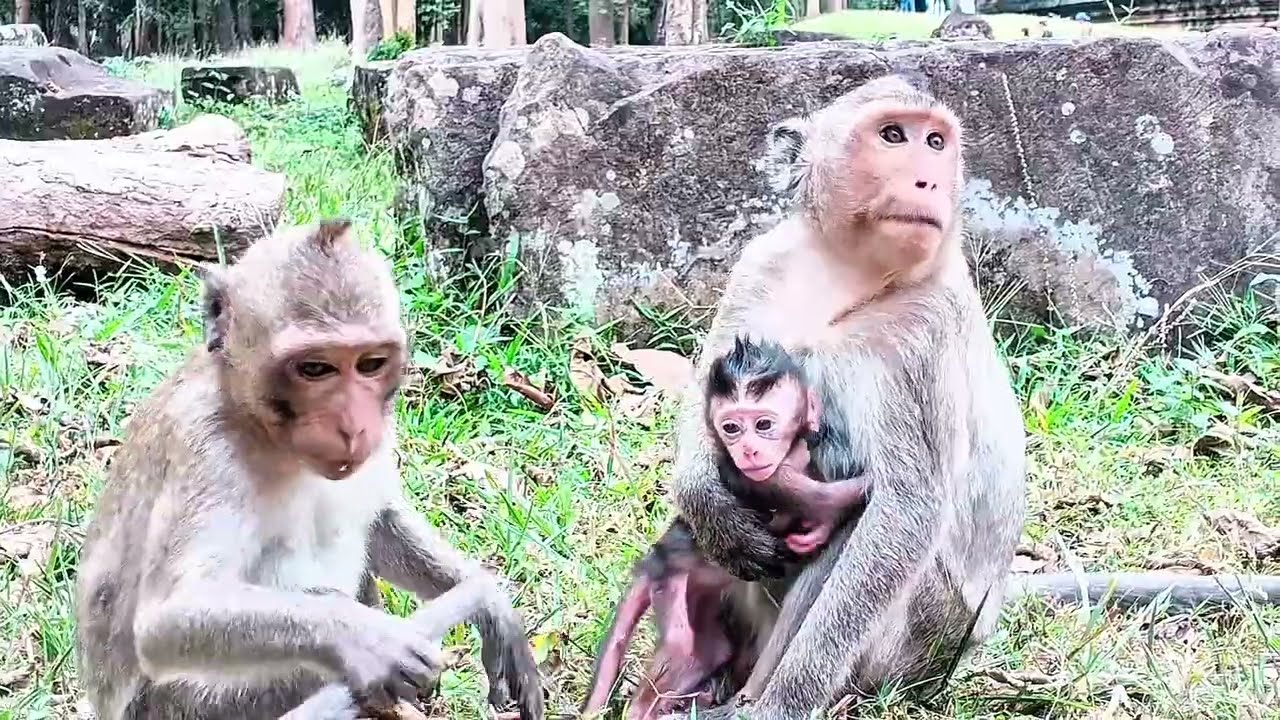 Monkey Family Protects Newborn While It Tries to Grab Peanuts ❤️🐒