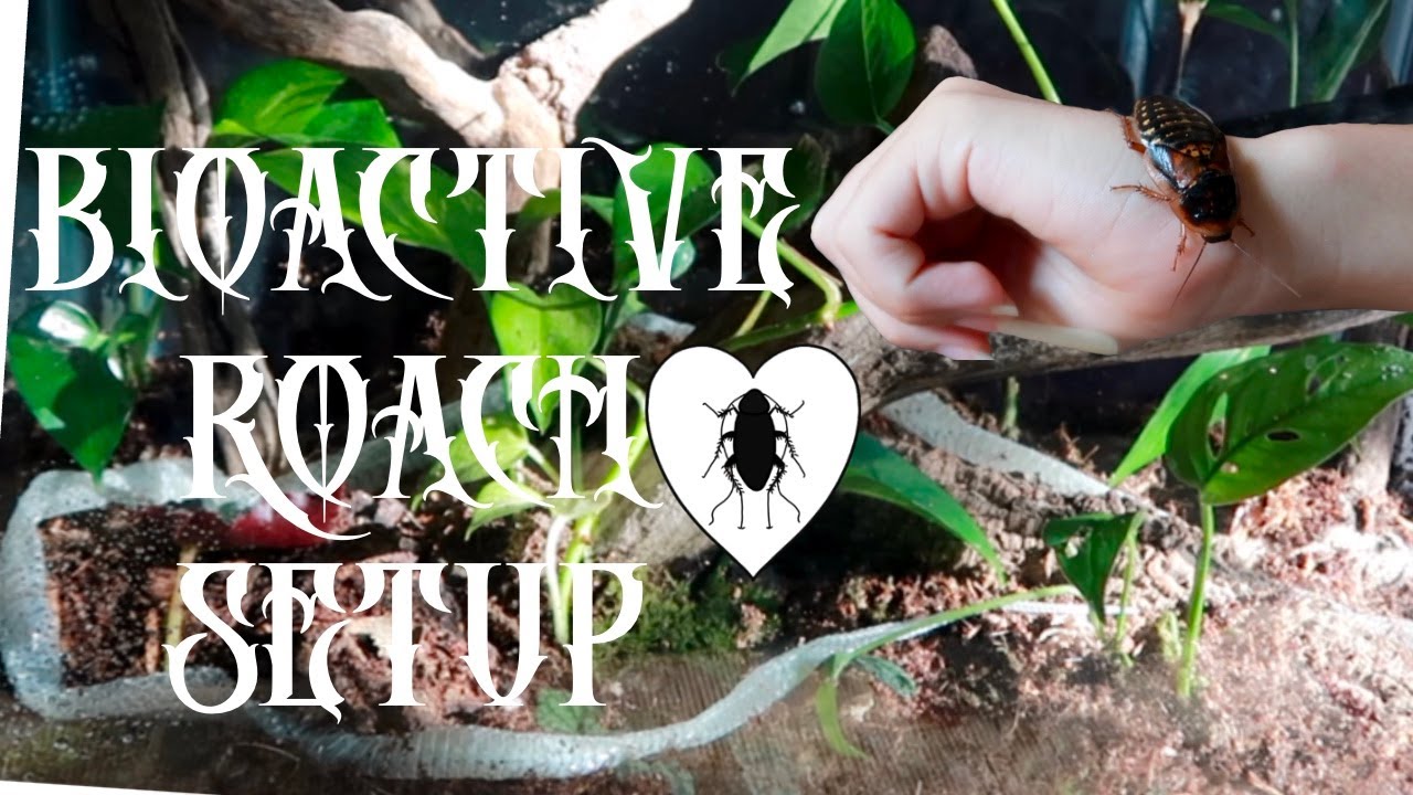 bioactive roach setup ✾ dubia roach enclosure build