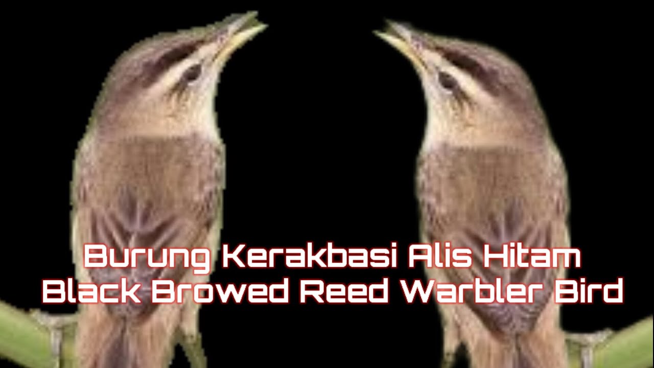 Burung Kerakbasi Alis Hitam 