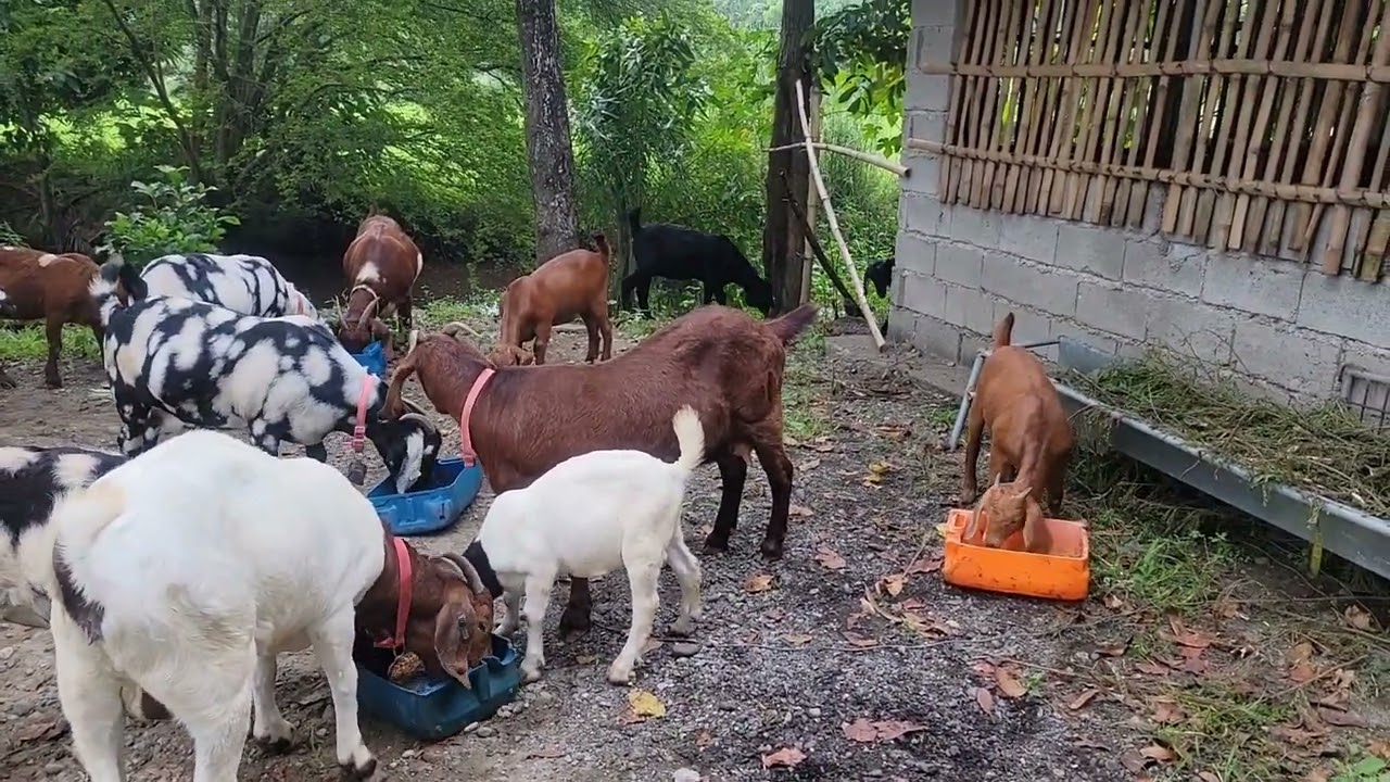 Ipastol muna natin sila..           US Boer goats...