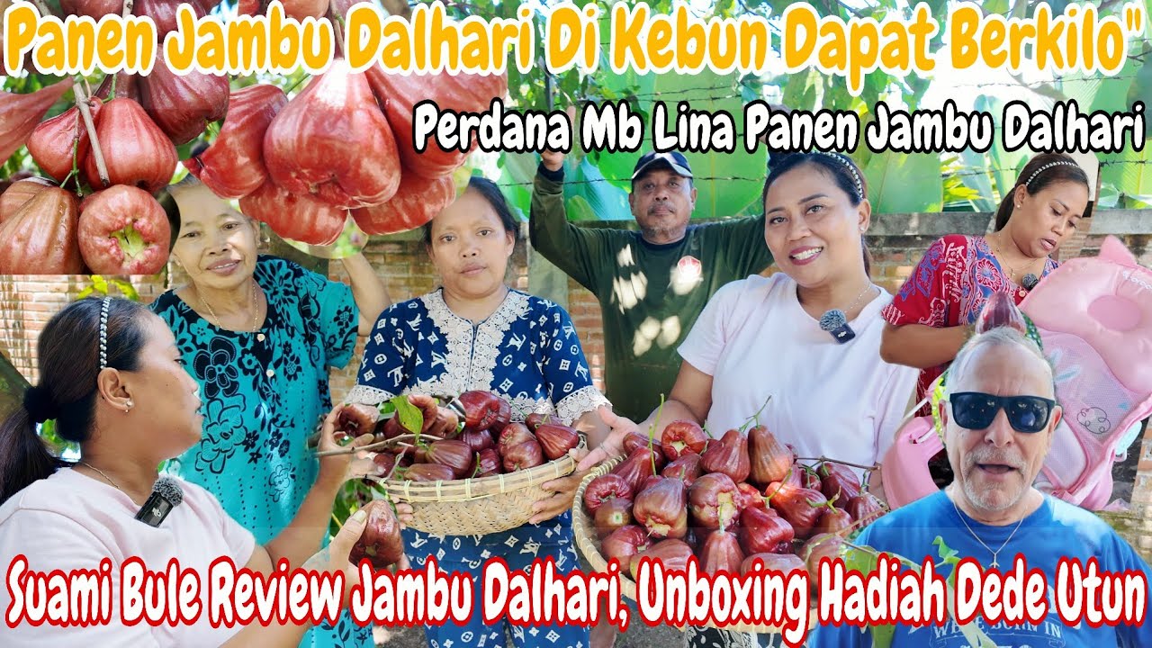 PANEN JAMBU DALHARI DAPAT BERKILO