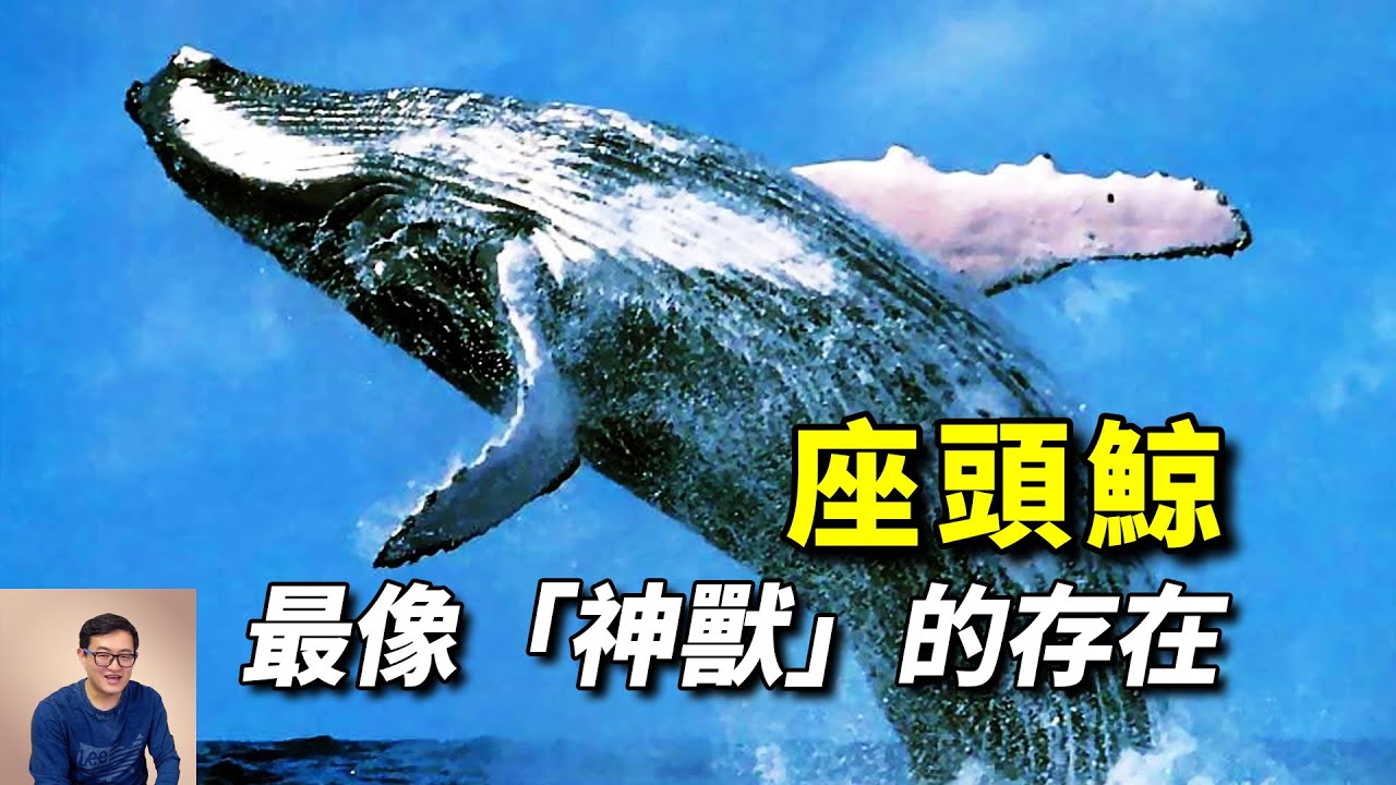 唯一讓虎鯨懼怕的動物，神獸「鯤」的原型，充滿正義感的海洋代言人——座頭鯨！【老肉雜談】#動物 #海洋生物 #野生動物 #鯨 #whale