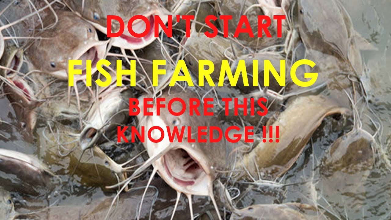 DON'T START FISH FARMING BEFORE THIS KNOWLEDGE | Millions of Profit! How to Start A Catfish Farm!