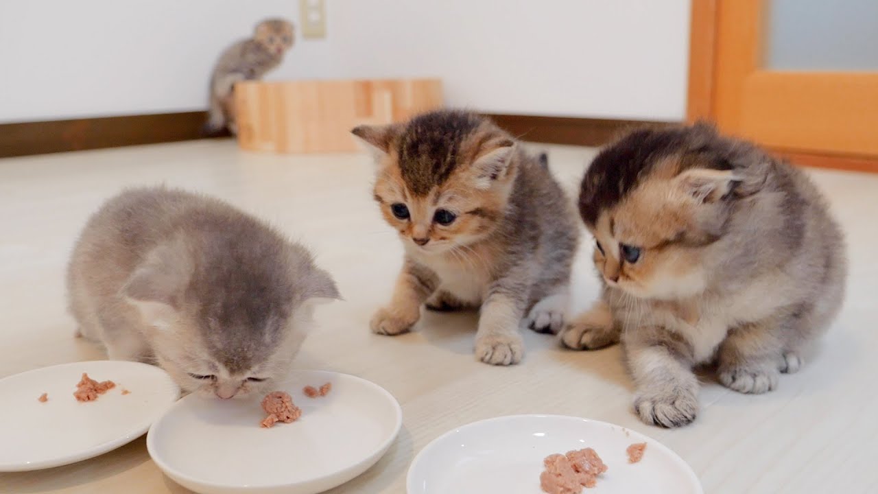 A cute kitten who can't hide his surprise when eating baby food for the first time