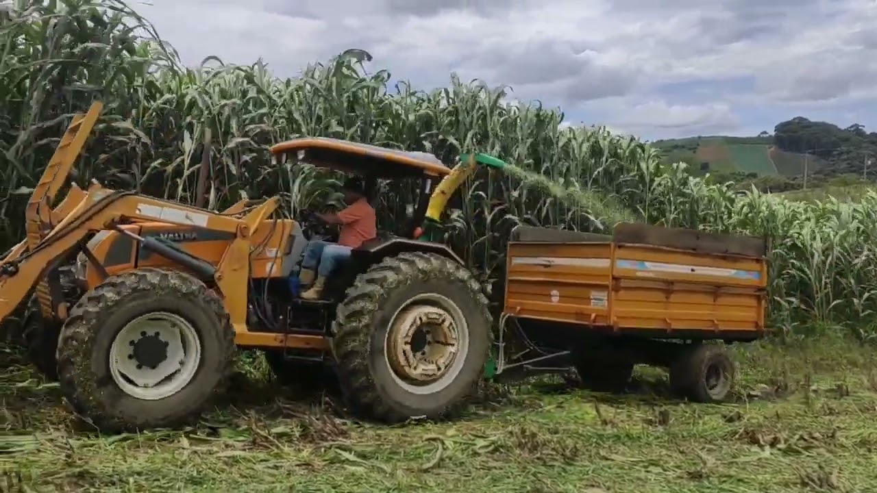 Sorgo gigante no ponto! hora da silagem