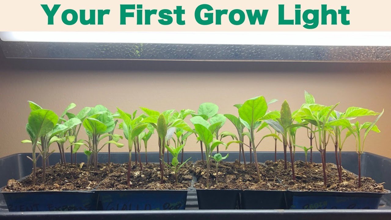 Grow Lights for Seed Starting