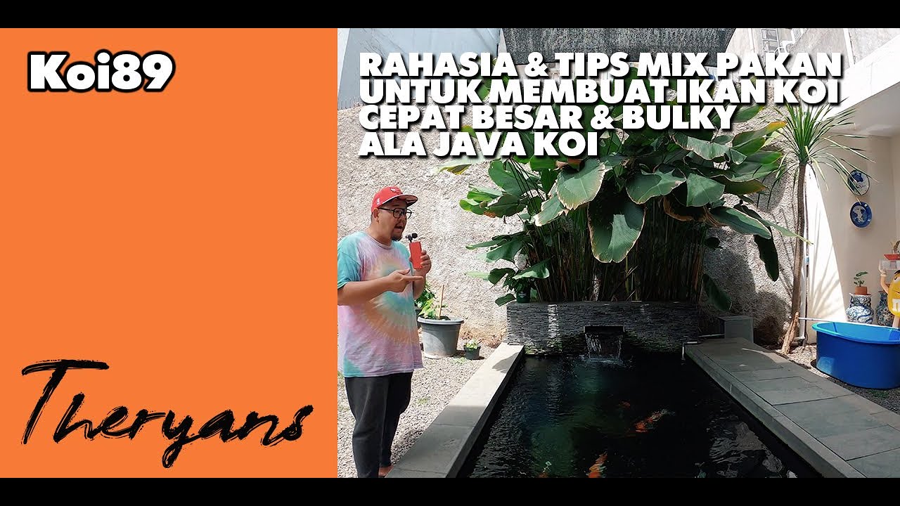 THE RYANS : Membongkar Rahasia & Tips Mix Pakan Agar Ikan Koi Tumbuh Besar & Bulky Ala Java Koi