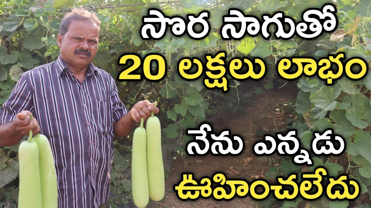 7 ఎకరాల్లో సొరకాయ పండించాను.. ఖర్చులు పోను 20 లక్షలు మిగిలాయి | Bottle Gourd | రైతుబడి