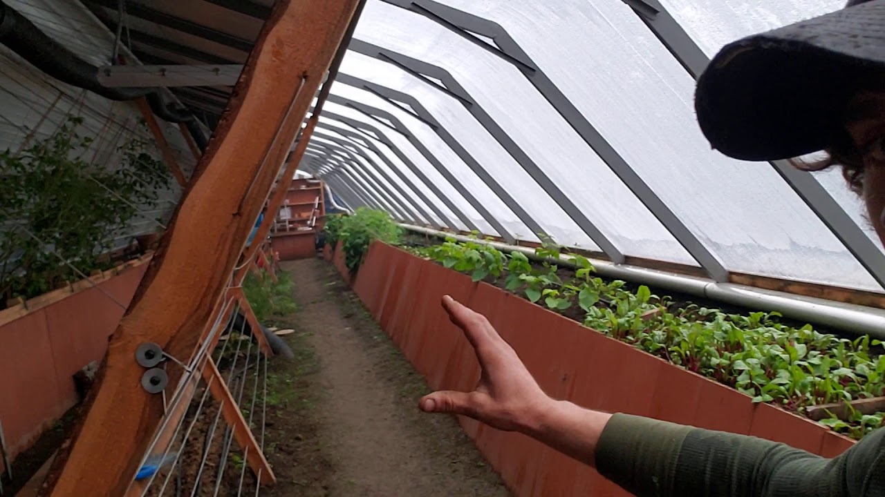 Geothermal passive solar greenhouse edensorganicroots update 1