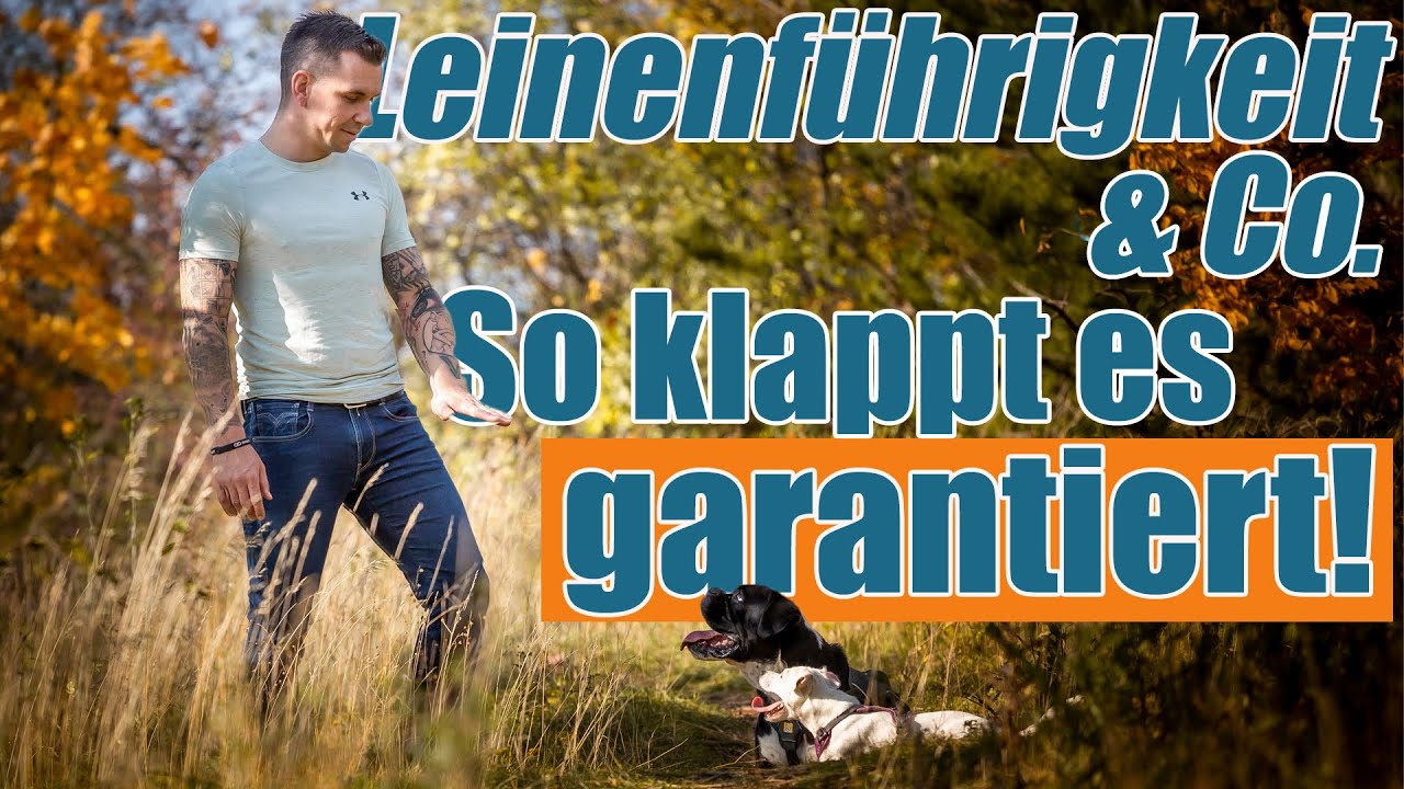 6 Tips f&uuml;r garantierten Erfolg im Hundetraining! - Hundetrainer Steve Kaye