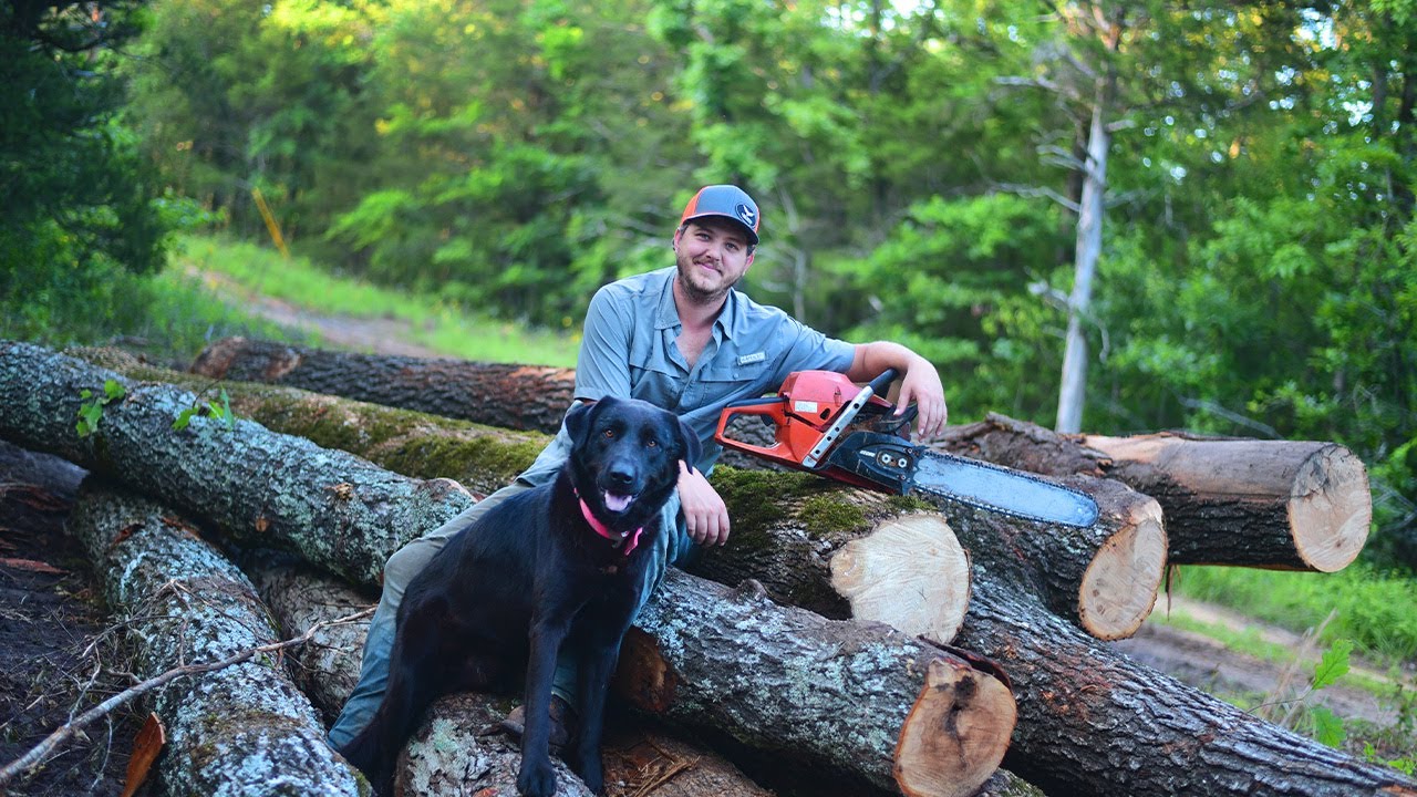 Unveiling TIMBER VALUE: How much is your timber worth?