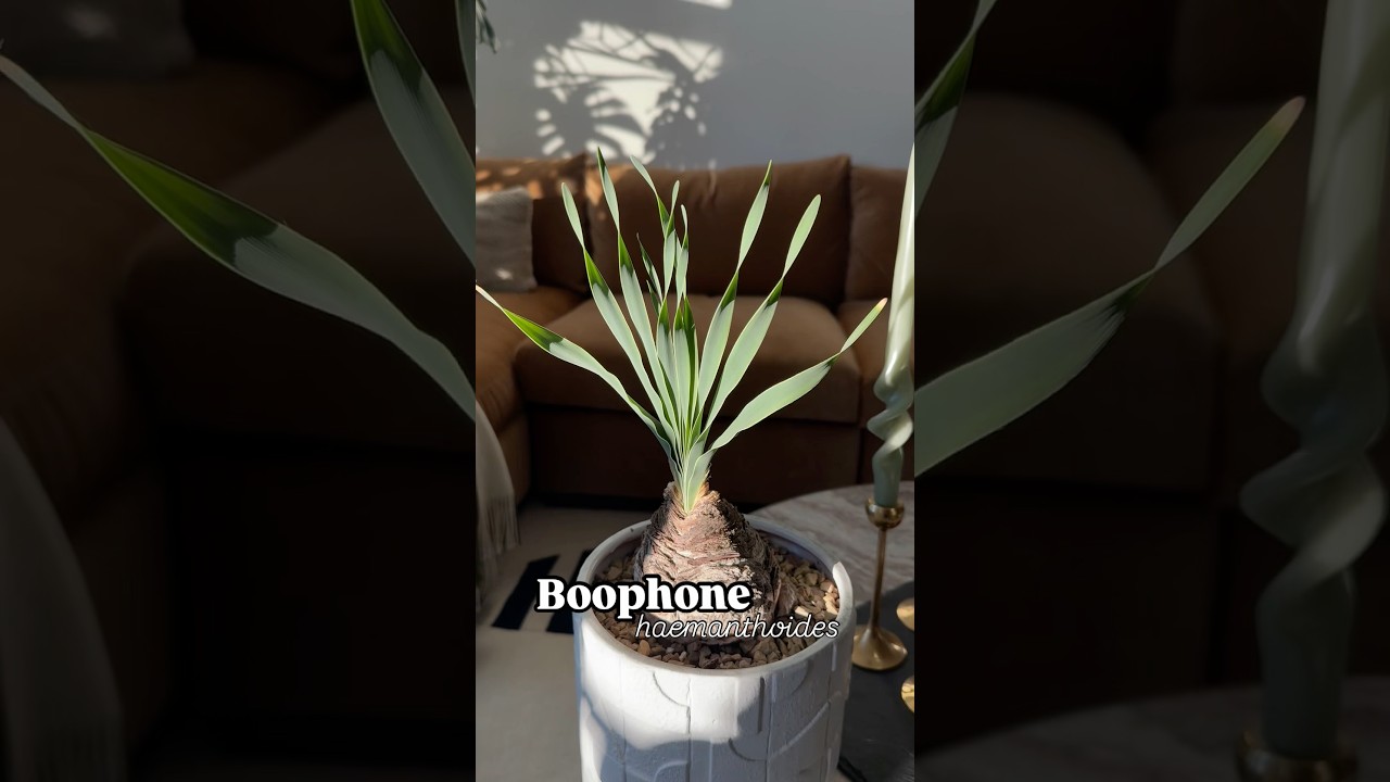 Such a cool onion 🧅 #boophone