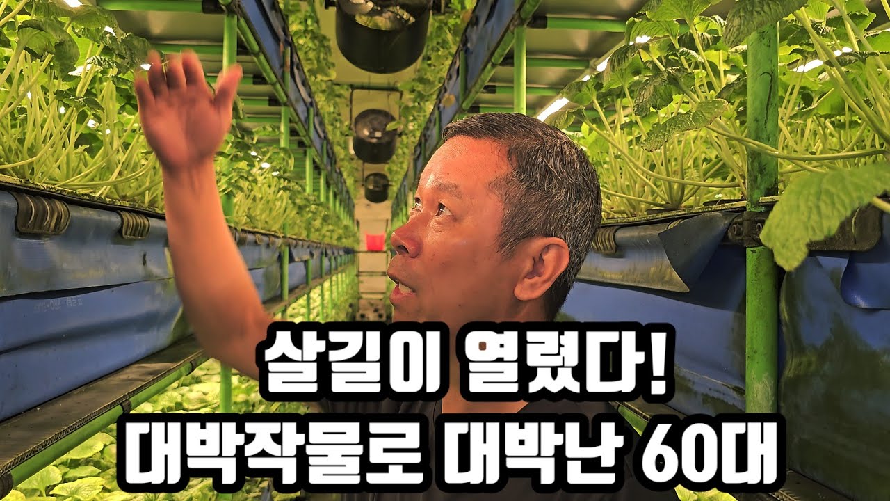 돈버는 대박 아이템 작물로 시니어들에게 살길제시 국내최초 wasabi식물공장|휴먼스토리|직업의모든것|와사비팜|스마트팜|머니멘터리