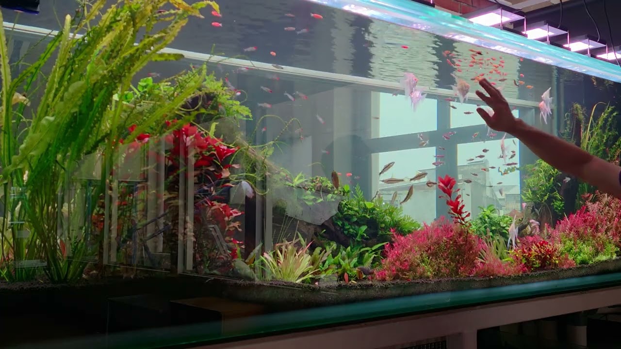 CBM Aquascape 86 Days