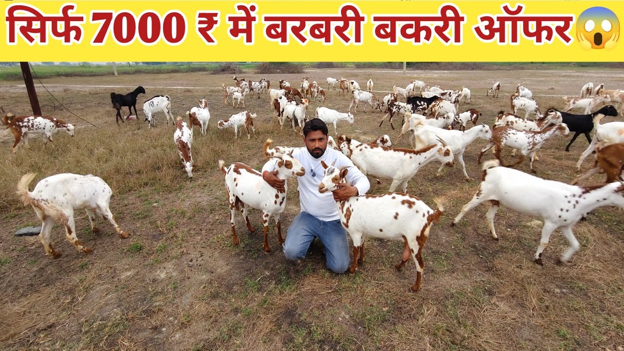 सिर्फ 7000 ₹ में बरबरी बकरी खरीदें 😱🐐 इतना अच्छा मौका फिर नही मिलेगा 