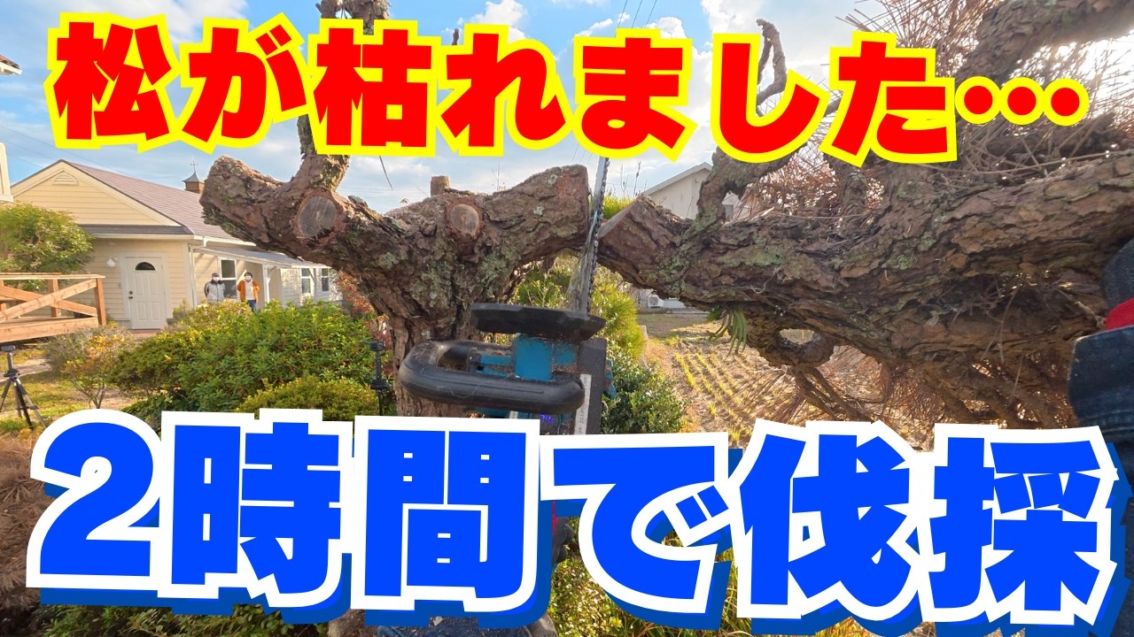 【要注意】その松、もう危険かも。枯れた松を伐採した現場記録【岡山】