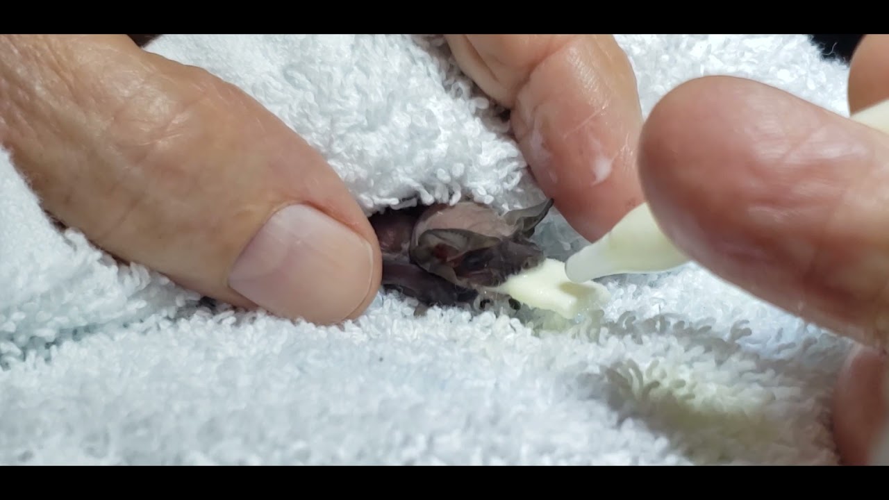 A Starving Orphan Bat Rescued from a Nursery Colony