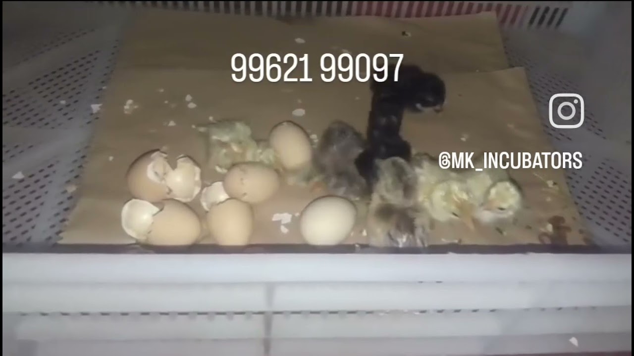 100 eggs fully automatic incubator hatching result #incubator #mkincubator #automaticincubator #eggs