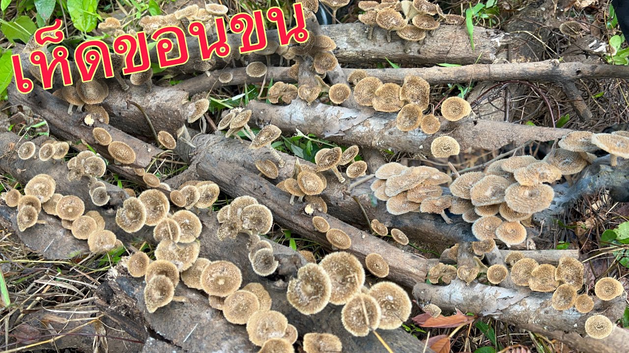 ตื่นเต้นสุดๆ เก็บเห็ดขอนขน ขอนแทบบินเยอะมากๆ