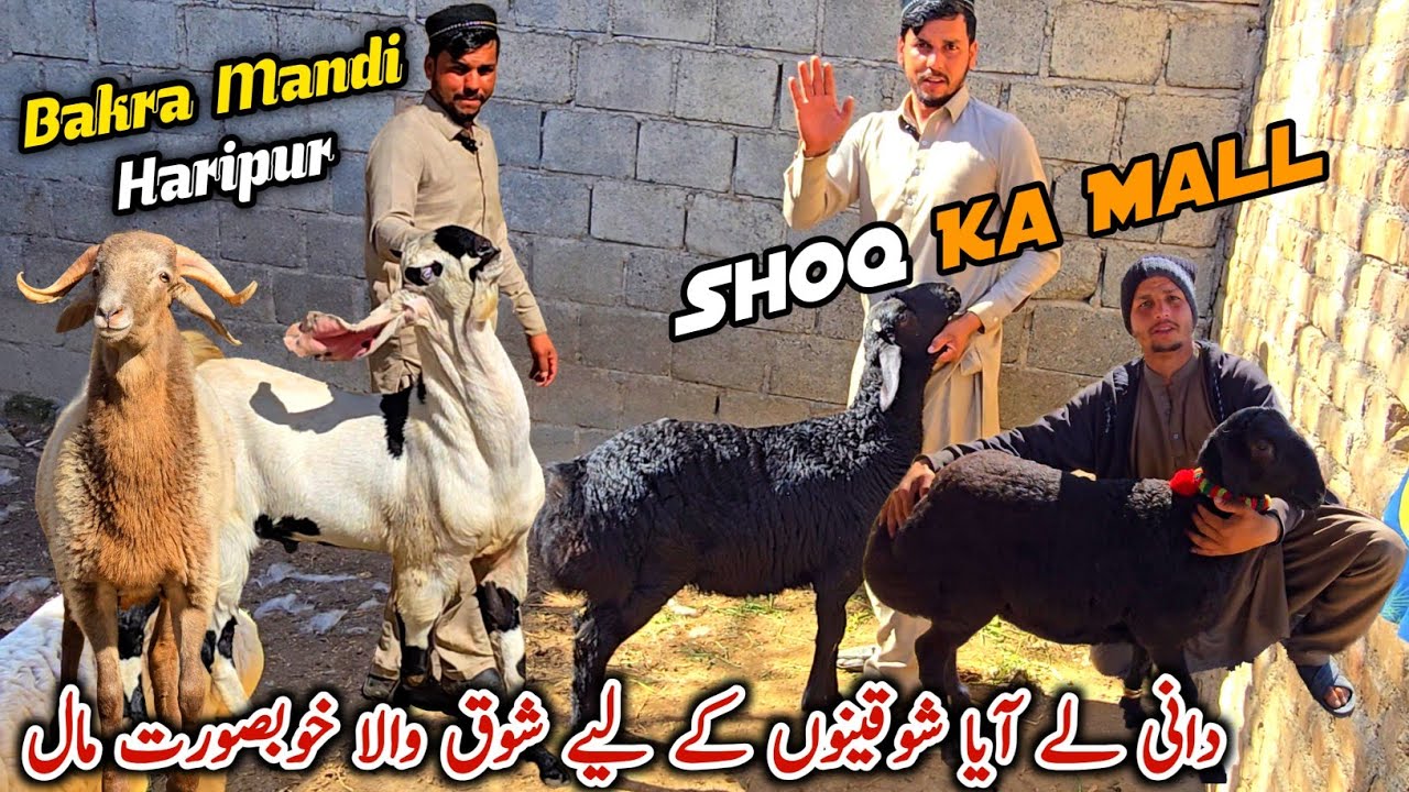 Khubsorat Mall Turkey Dumby Or Bakriyan Haripur Bakra Mandi Latest Update 12 February 2026