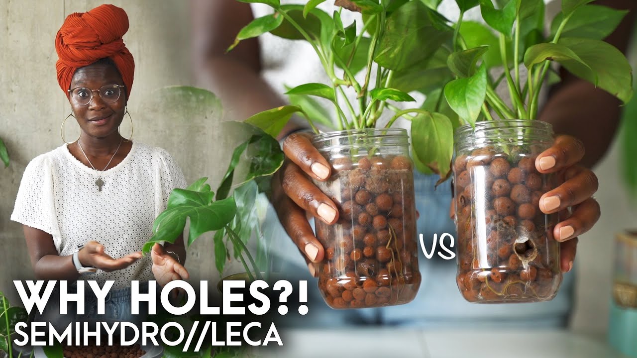 Why I prefer drain holes for my plants in LECA + tips on drilling // #semihydroponics