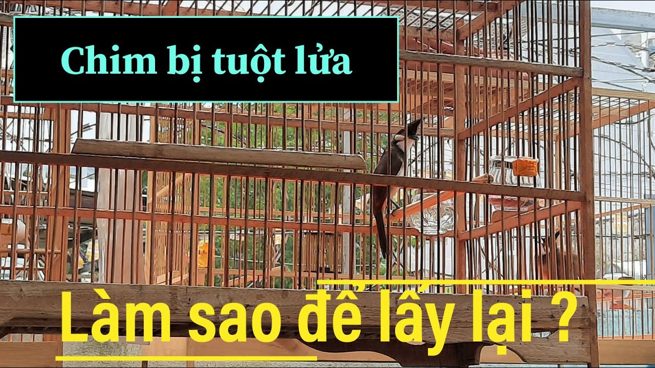 Kỹ thuật chăm chim bị tuột lửa , làm sao để lấy lại ??????