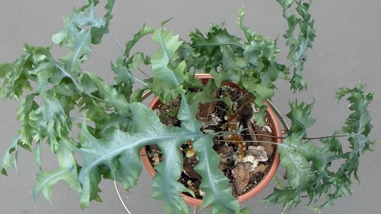 蕨类作为室内植物 - 槲蕨