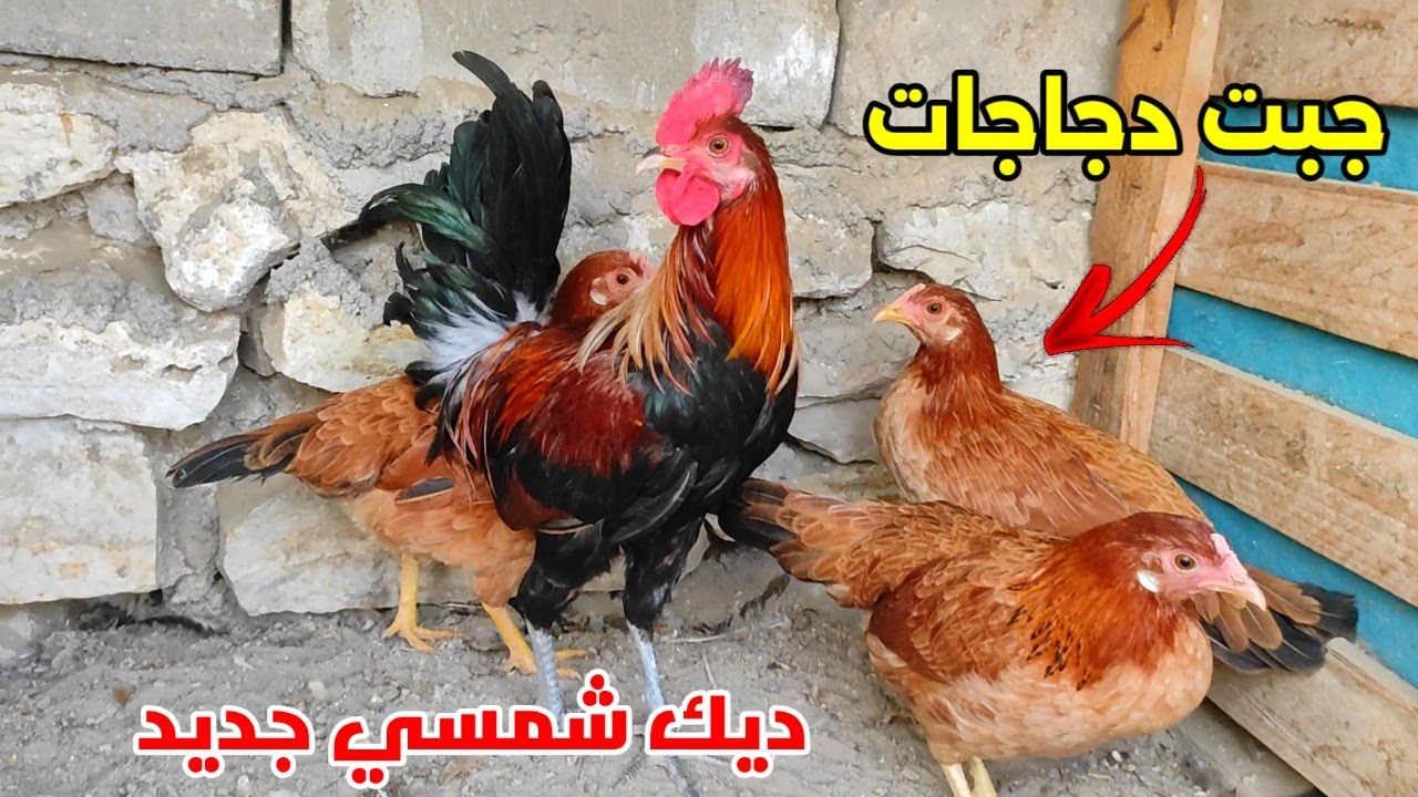 جبت ديج شمسي🐓مع دجاجات جديدات + الدجاج بدء يبيض 🤩