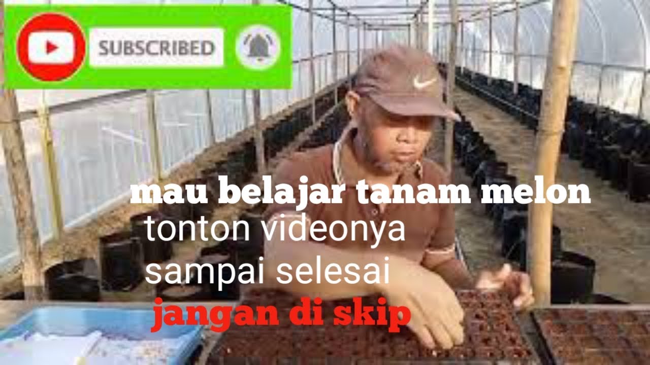 cara tanam melon hidroponik fertigasi dari A-Z