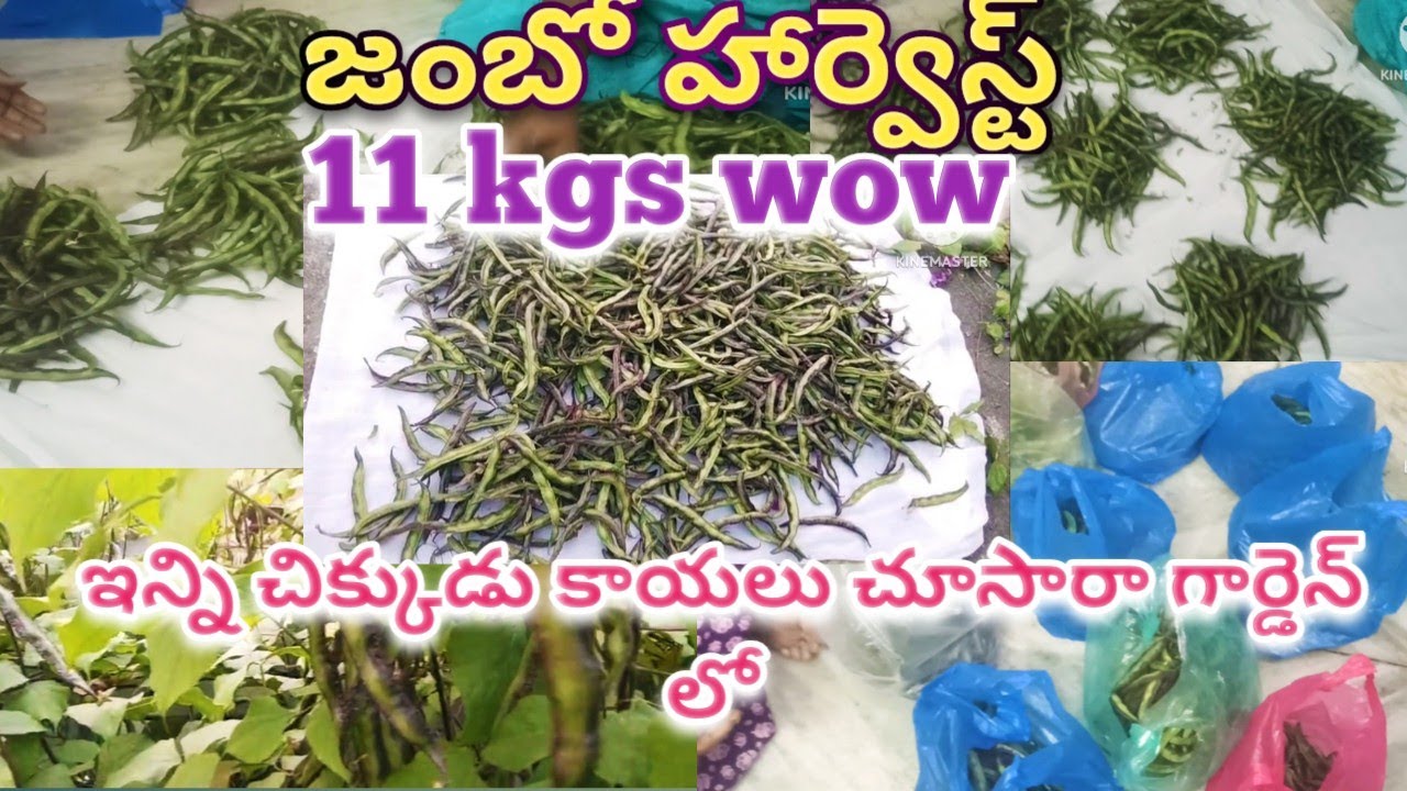 జంబో హార్వెస్ట్ 11kgs /ఇంత కాపు చిక్కుడు కాయలు గార్డెన్ లో చూసారా ఎప్పుడైనా /చుడండి మిస్ కాకుండా 