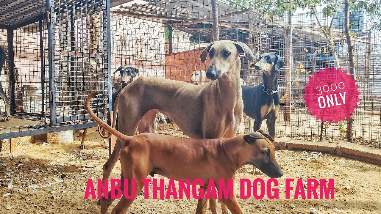 🐕‍🦺🔥Rs.3000 முதல் நாட்டு நாய்கள் ||Native Dog Farm || Anbu Dog Farm ||Coimbatore