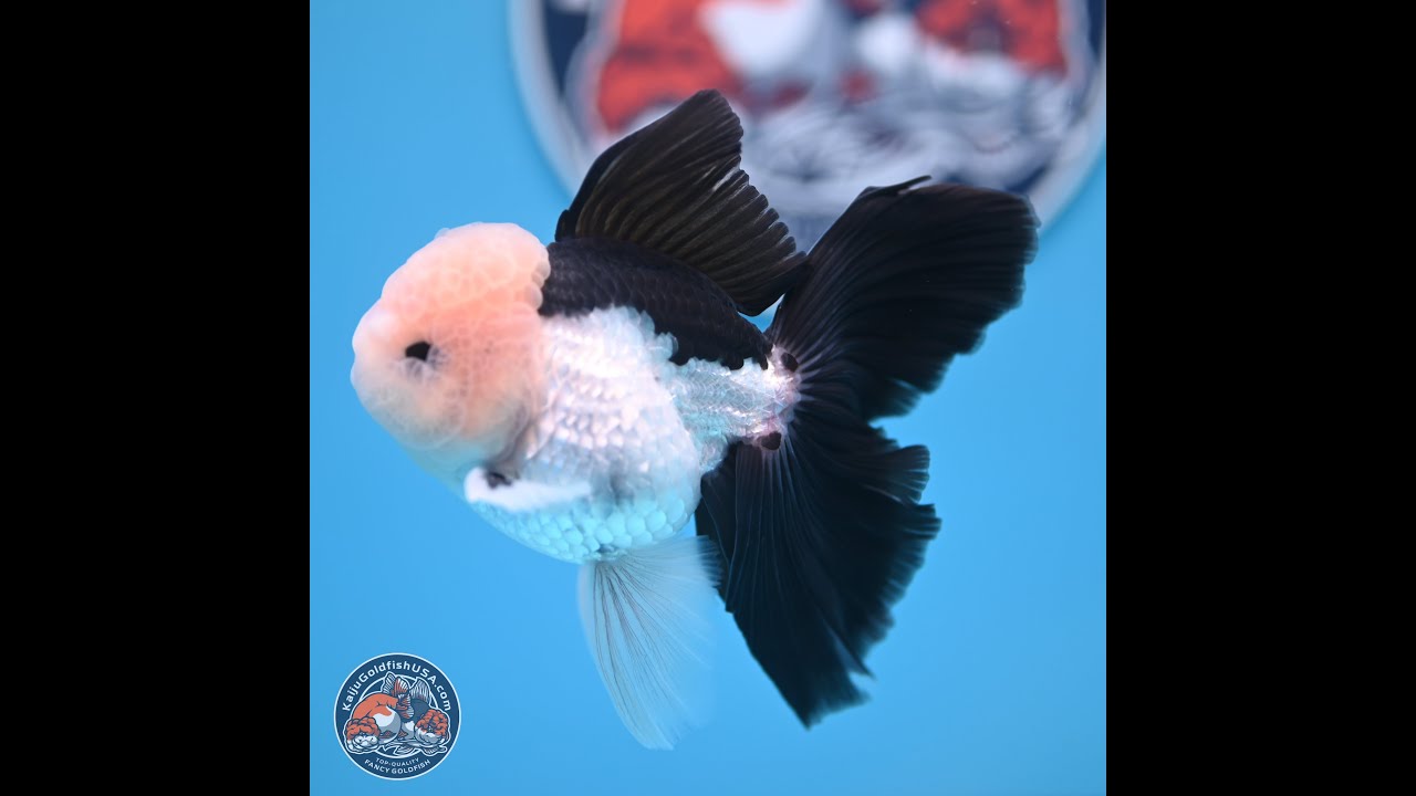 Panda Butterfly Tail Oranda 5.5 in (241018_OR08)
