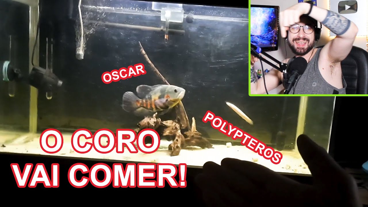 AQUÁRIO DE 200 LITROS COM OSCAR E POLYPTEROS