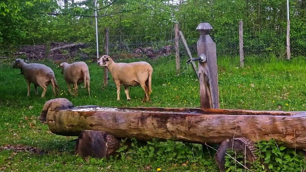 Стриженные овцы Sheared Sheep at Parc Animalier de Sauvabelin | 4K HDR10+ Zoom s21 ultra